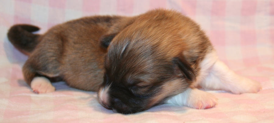 Puppies